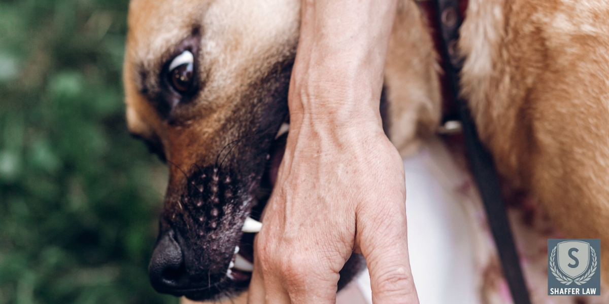 Long Beach Dog Bite Lawyer